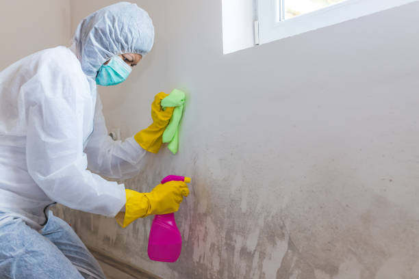 Best Mold Remediation for Healthcare Facilities  in Townsend, MT